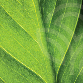 Liquid Chlorophyll NSP NSP, Modell 1580 | Bild Nr. 1