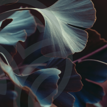 Ginkgo & Hawthorn NSP NSP, Modell 909 | Bild Nr. 1