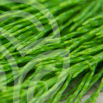 HSN-W NSP NSP, Modell 935 | Bild Nr. 1