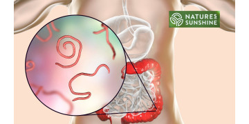 Wie man Parasiten und Candidose sicher und natürlich bekämpft: das NSP-Programm