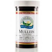 Königskerze Königskerze